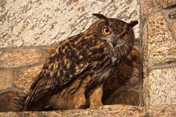 Close-up of a young Eurasian eagle-owl (Bubo bubo) -- one of the largest species of owl.