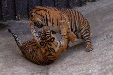 
two tigers playing on concrete in the park
