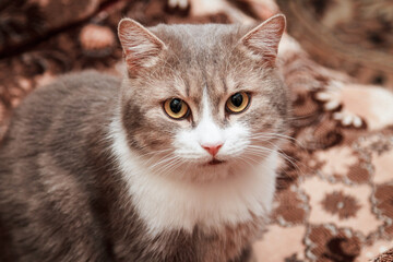 Gloomy unhappy grey domestic cat