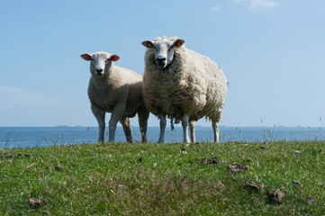 Schafe auf der Deichkrone auf der Insel F&ouml;hr an der Nordsee