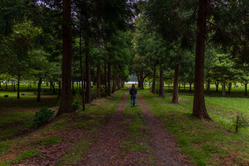 Young Woman walking in the middle of the trees path, in the Furnas Lagoon Park, S&atilde;o Miguel island, Azores