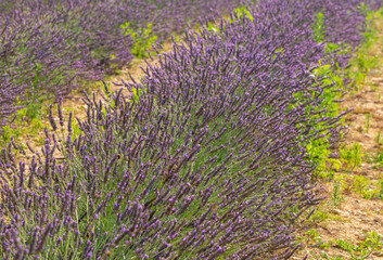 Fototapeta premium Lavender flower, selective and soft focus on lavender flowers.