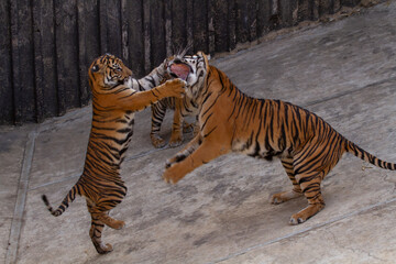Fototapeta na wymiar two tigers playing on concrete in the park