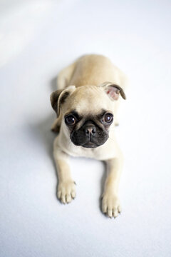 Top shot of cute fawn colored pug puppy dog laying on white floor looking upwards to camera.          