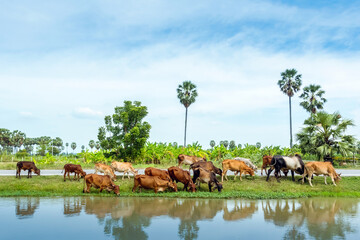 Herds of cows are eating grass on the side of the road near the irrigation canal.