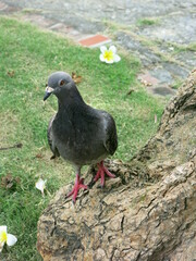 the pigeon is standing on the trunk to take a rest  close-up 