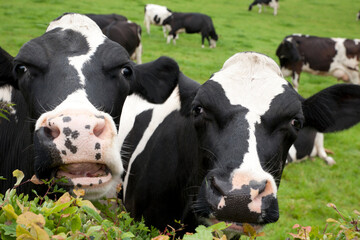 Spotted cows on a green field. Dairy cattle also called dairy cows  or Holstein cow are bred...