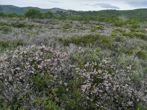 field of lavender