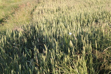 wheat field in the wind