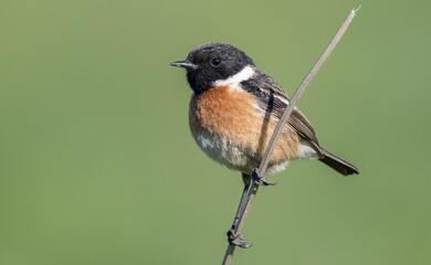 Stonechat Male
