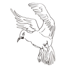Vector stock illustration the flying seagull. Outline.