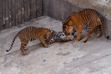 
two tigers playing on concrete in the park