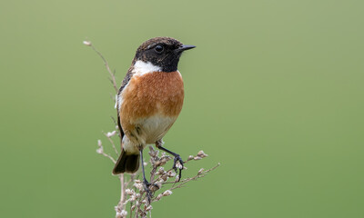 Stonechat Male