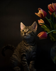 Mały kotek z tulipanami 