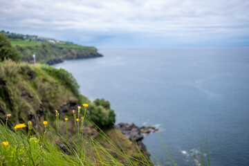 Small Yellow flowers in focus and in the background the north coast landscape ocean view in Sao Miguel island, Azores Portugal.
