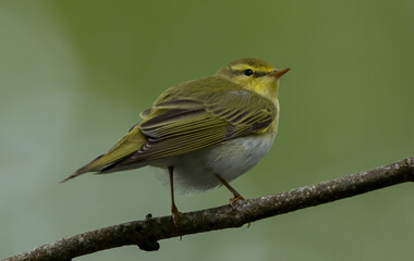 Wood Warbler
