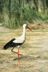 Bocian na łące w poszukiwaniu żab .