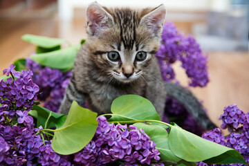 Mały niebieskooki kotek w kwiatach bzu - obrazy, fototapety, plakaty