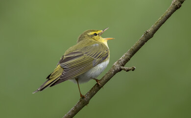 Wood Warbler
