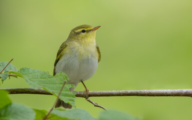Wood Warbler