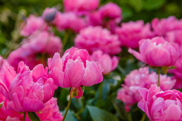 Group of pink peonies in the garden. Flower background of peonies.