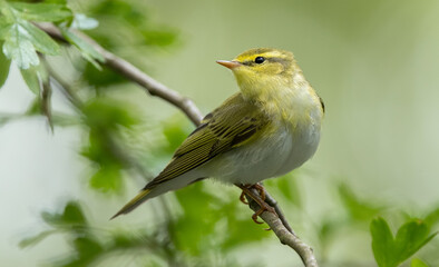 Wood Warbler