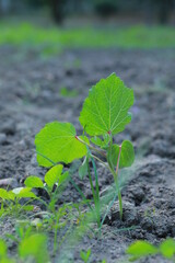bright green leaves of a shrub in a cultivated farm