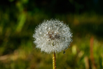 Beautiful fluffy dandelion with rain drops and seeds against the green grass