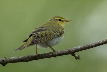 Wood Warbler
