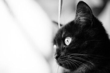 black cat portrait