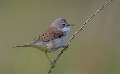 Whitethroat