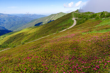 Flowering wild Rhododendrons on Saccarello mount, Ligurian Alps, northwestern Italy