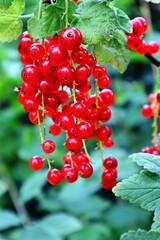 Leckere rote Johannisbeeren