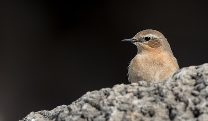 Wheatear