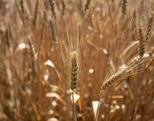 One wheat stem in a wheat field with sunlight showing through