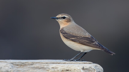 Wheatear