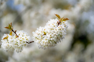 Beautiful spring bunch of flowers on a tree brunch.