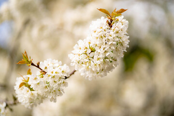 Beautiful spring bunch of flowers on a tree brunch.