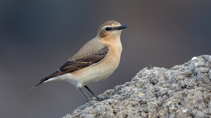 Wheatear