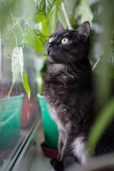 cat on the window