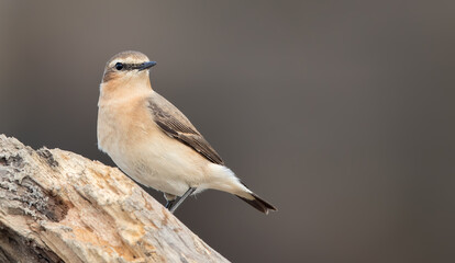 Wheatear