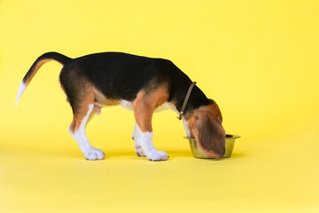 Portrait of red young beagle puppy looking at an iron bowl on the yellow background. Copy space.