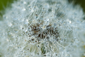 Beautiful fluffy dandelion with rain drops and seeds against the green grass