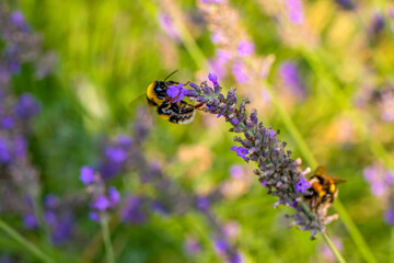 Close-Up Of Bumblebee On Lavender  Bee pollinating lavender