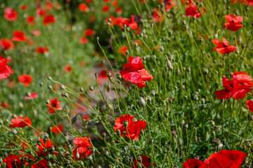 Obraz premium Common Poppy (Papaver rhoeas) in green natural background. Summer floral background