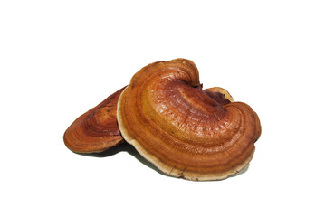 This fake reishi mushroom is a mushroom made from coconut mud on white background. (With Clipping Path).
