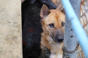 Dog shelter in Thailand, Dog Rescue