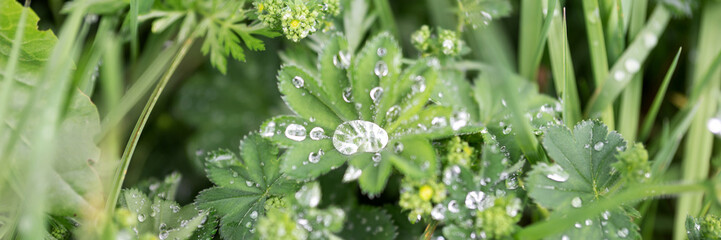 After the rain. Raindrops on the green leaf. Panoramic background