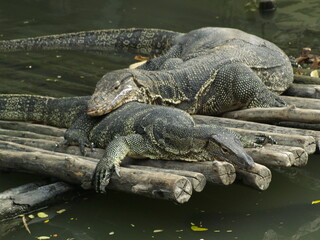 Two lizards sunbathe by the water