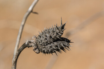Barbed mandala fruit outdoors，Datura metel L.